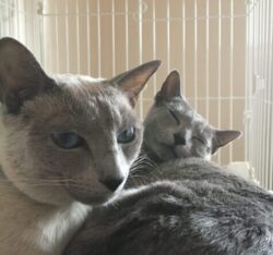 産婆マダム