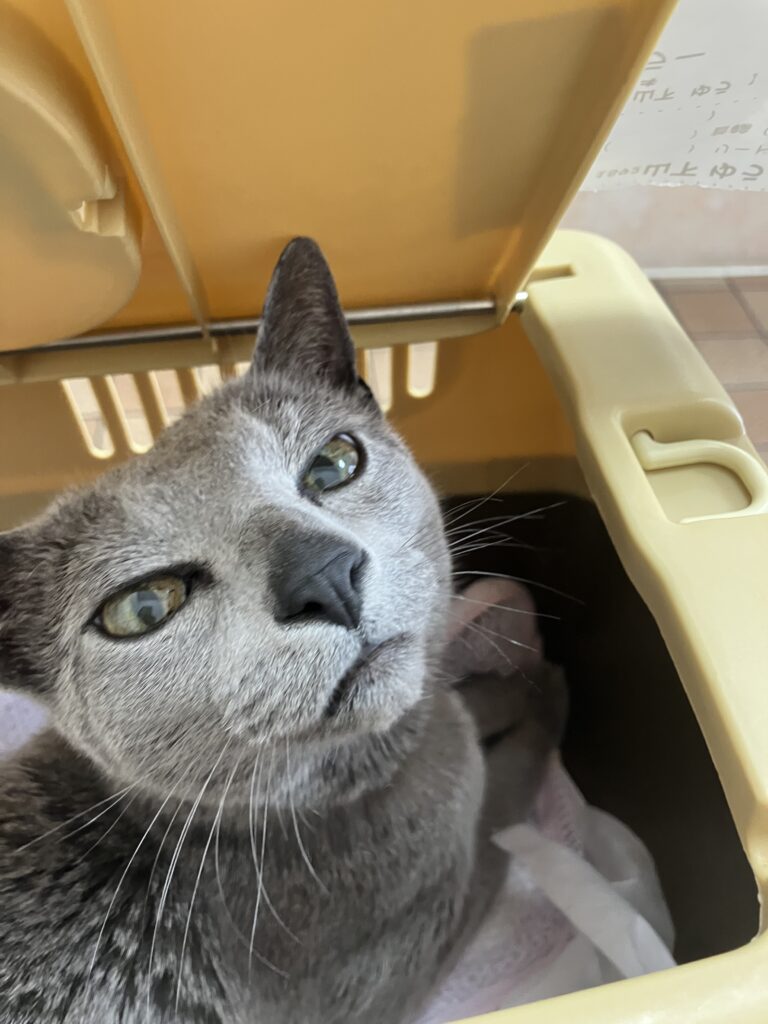 猫の吸収病巣体験記:歯石取りから抜歯まで img 0404